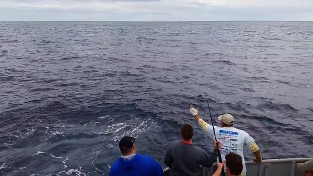 Blue Marlin caught and released on the Scat Cat 12/5/15 смотреть онлайн