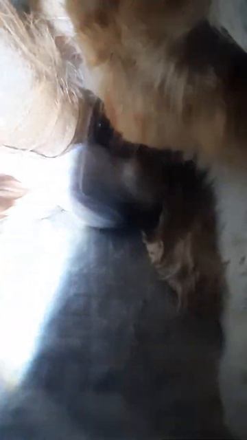 Membantu Kucing Peaknose Melahirkan(1) смотреть онлайн