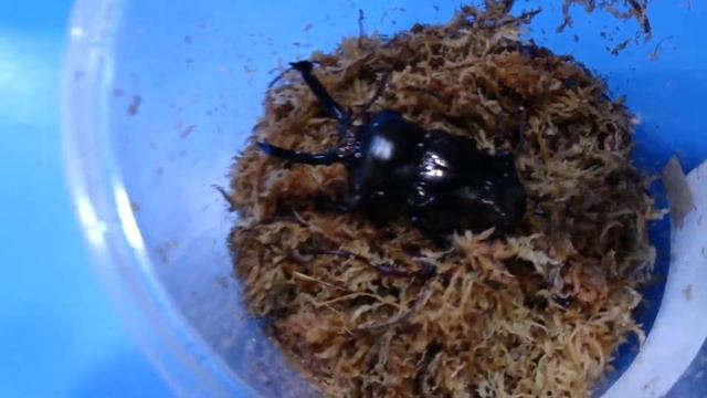 Phalacrognathus muelleri purple color смотреть онлайн