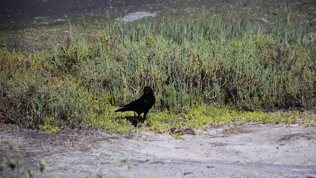 Raven killing a baby squirrel / Ворон убивает детеныша белки смотреть онлайн