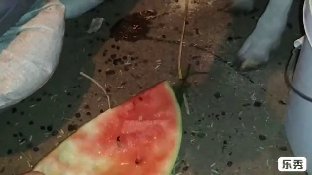 Мася любит арбузы! смотреть онлайн