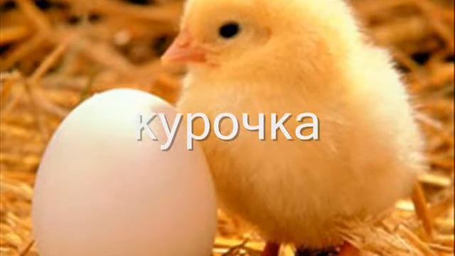 Абетка тварин