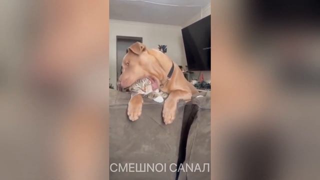 🤣Очень смешные животные🐶Смешные животные, котики 2023🐈| Часть 9 смотреть онлайн