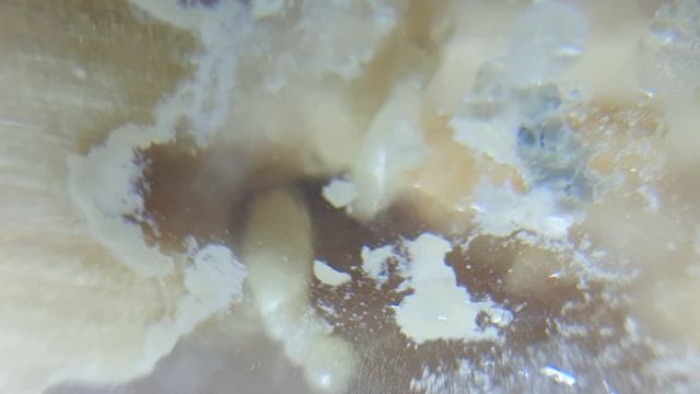 Kalotermes flavicollis #2 смотреть онлайн