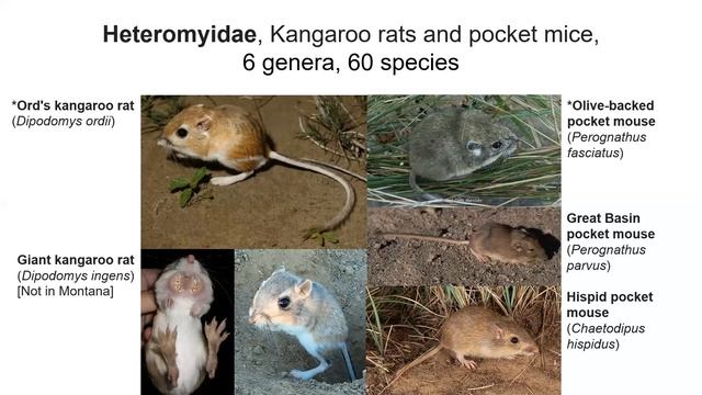 Rodentia II overview смотреть онлайн