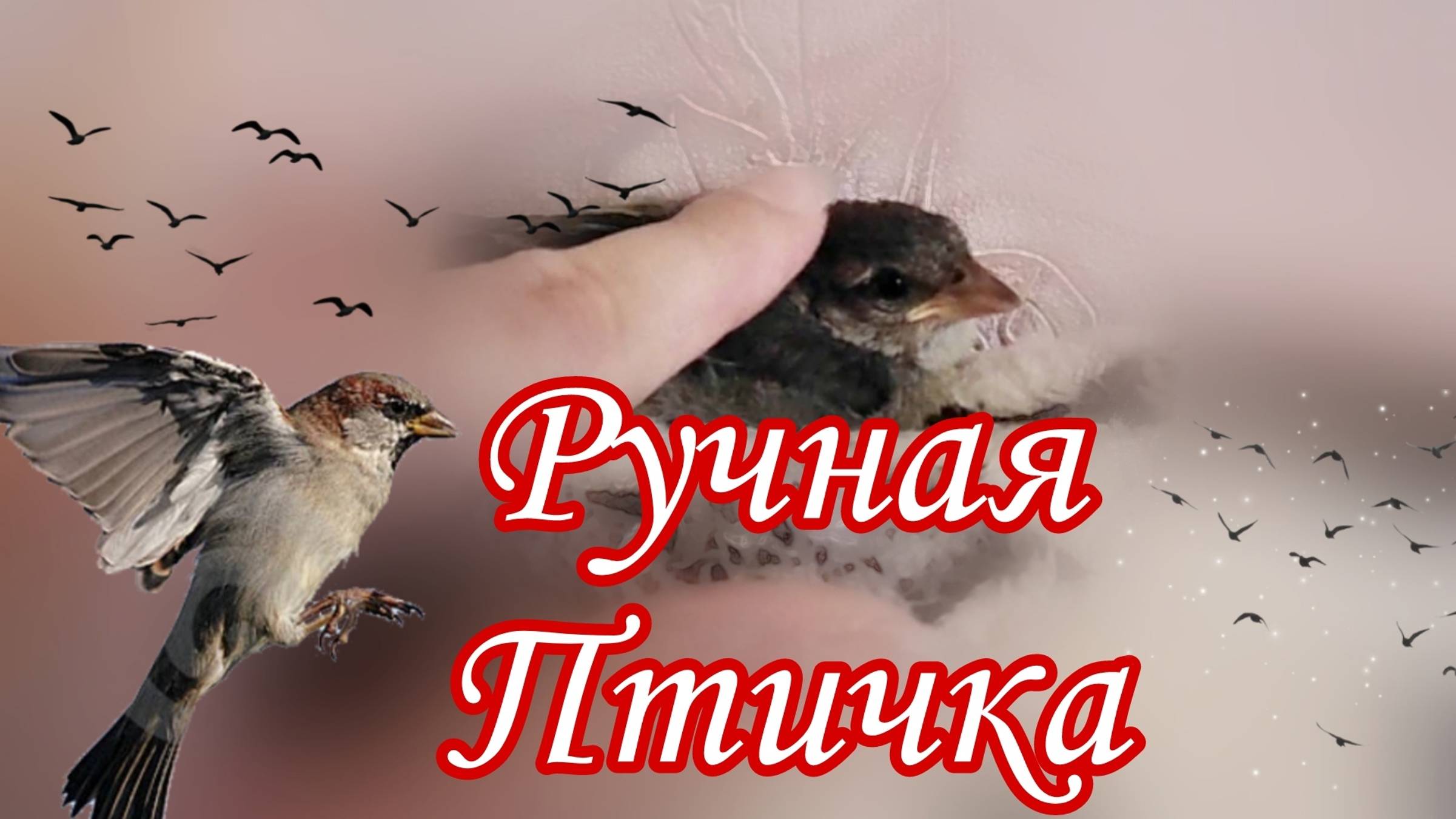 РУЧНОЙ ВОРОБЕЙ ПТЕНЕЦ. ГЛАЖУ ДОМАШНЕГО ВОРОБЬЯ смотреть онлайн