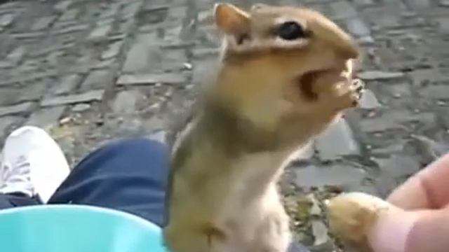 Жадный бурундук смотреть онлайн