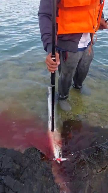barracuda hunting #fishing #short смотреть онлайн