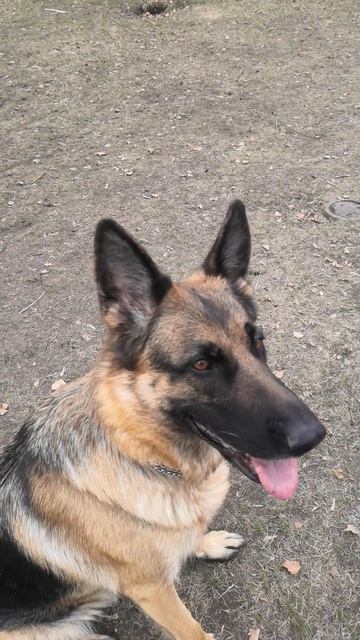 Игра с двумя тарелками смотреть онлайн