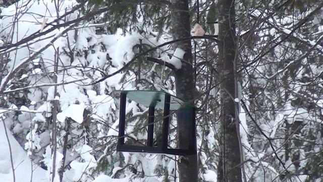 Прогулка по зимнему лесу ( 20 января - 2024 ) смотреть онлайн
