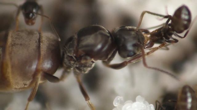 The world of ants ( Lasius niger ) смотреть онлайн