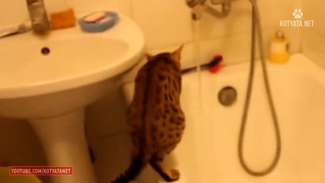 😺 ПРИКОЛЫ С КОШКАМИ И КОТЯТАМИ/FUNNY CATS AND KITTENS HD 2017 #49 смотреть онлайн