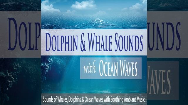 Dolphin Song (With Ambiant Music)