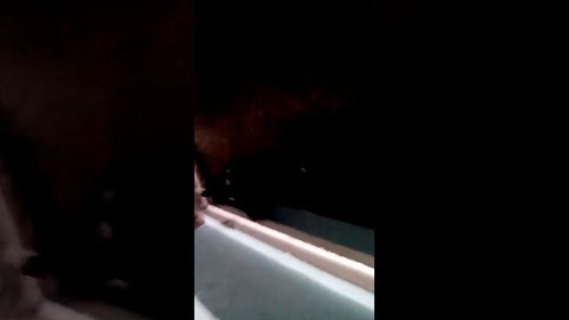 наглый котT смотреть онлайн