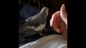 Как попугай сообщает, чтоб его почесали?