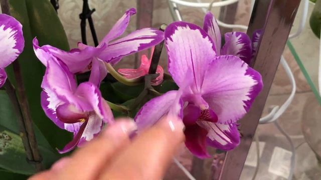 Орхидеи бабочки🦋 Мой цветущий стелаж смотреть онлайн