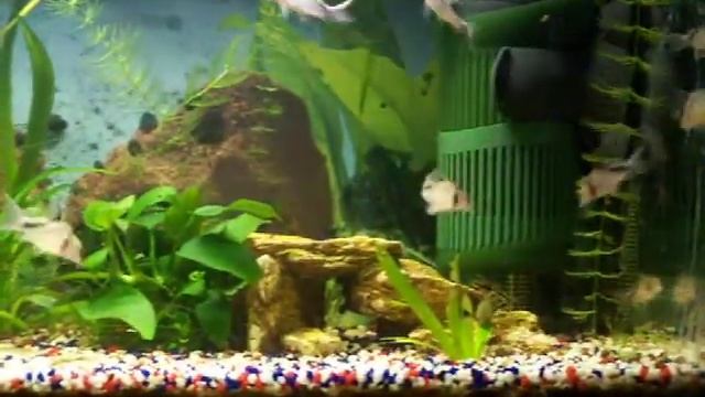 Corydoras Melini, Otocinclus Affinis Und Ancistrus Spec.