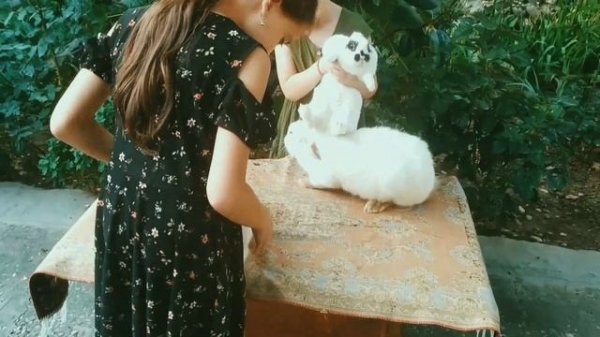 взрослый карликовый кролик с калифорнийскими кроликами