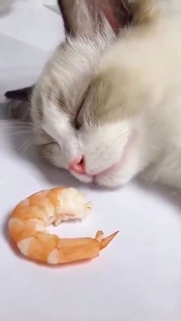 Cute And Funny 😹 Cat смотреть онлайн