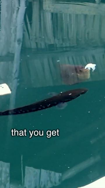 Giant gourami meets giant snakehead #shorts смотреть онлайн