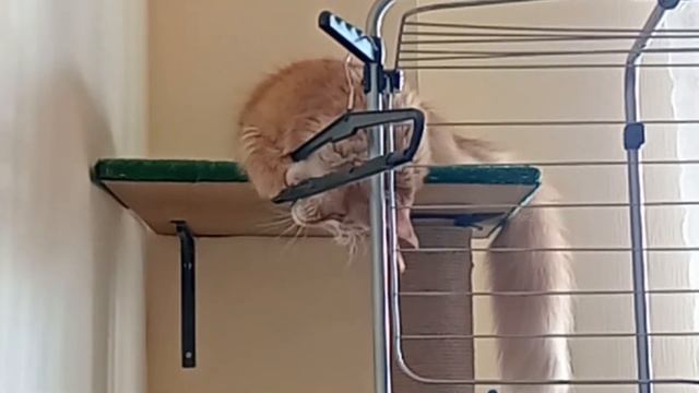 Ту-ту смотреть онлайн