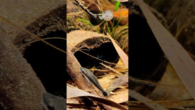 Apistograma Borellii Opal ❤️ смотреть онлайн
