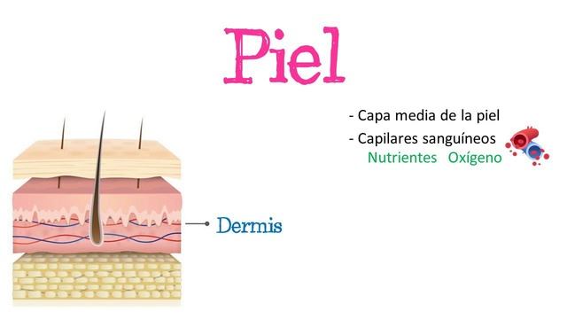 👋 Las Capas de la Piel 👋 [Fácil y Rápido] | BIOLOGÍA | смотреть онлайн