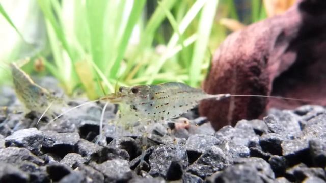 Caridina Multidentata смотреть онлайн
