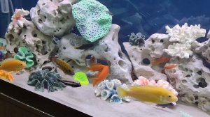 Аквариум псевдоморе АкваДизайн