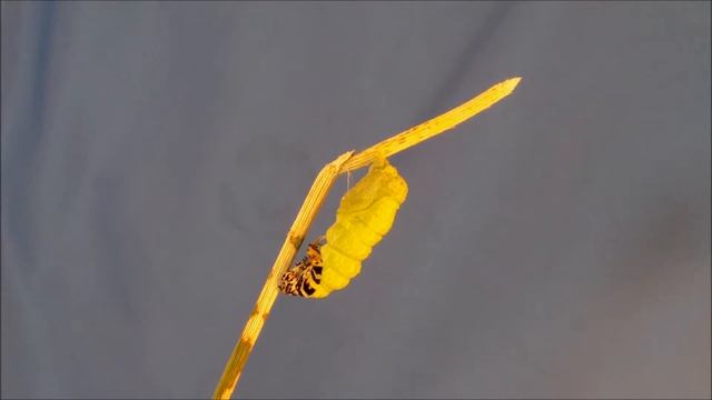Black Swallowtail Part 2, The Change смотреть онлайн
