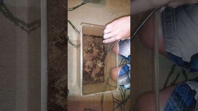 Scolopendra Alternans /Haitian giant centipede. смотреть онлайн