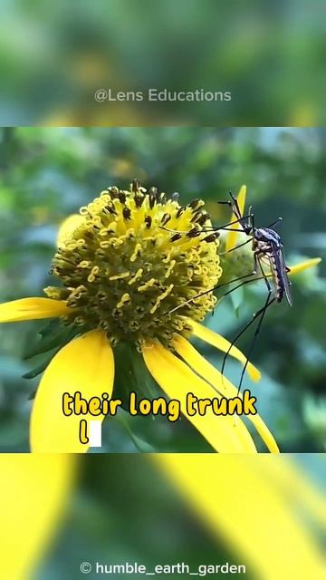 The Elephant Mosquito: The Biggest Mosquito in the World смотреть онлайн