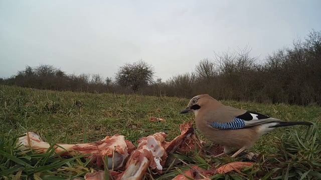 Xiaomi Yi cam slow motion, jay at feeding place смотреть онлайн