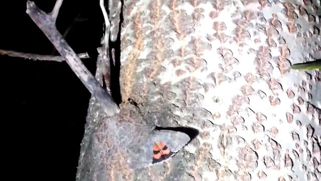 Catocala nupta egglaying смотреть онлайн