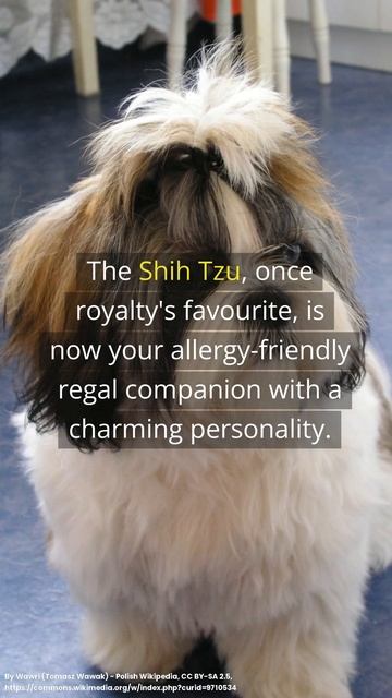 Breathe Easy with These Top Hypoallergenic Dogs! (1 of 3) смотреть онлайн