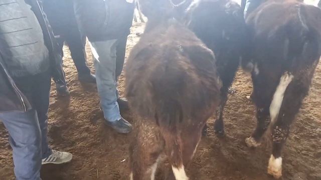 МОЛБОЗОРИ ХУДЖАНД  ГУНОЖИНИ МАЙДА КАЛОН