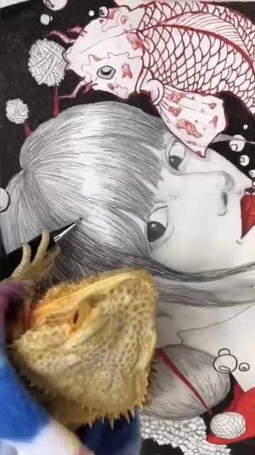 Бородатая агама #бородатаяагама #домашниеживотные #рептилии #агама #бородатая #приколысживотными смотреть онлайн