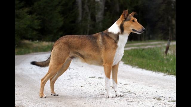 Колли. Короткошёрстный колли