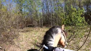 Конный влог. Прогулки, тренировки на плацу, магазин. Влог №202