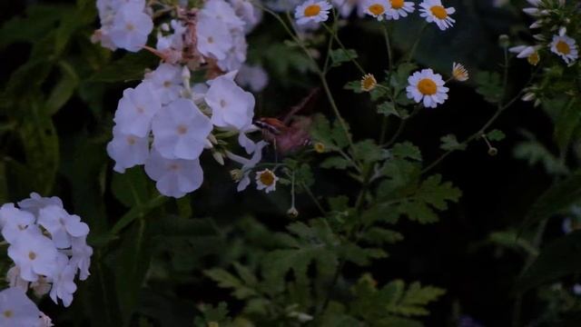 Madara-vöötsuru (Hyles gallii) смотреть онлайн