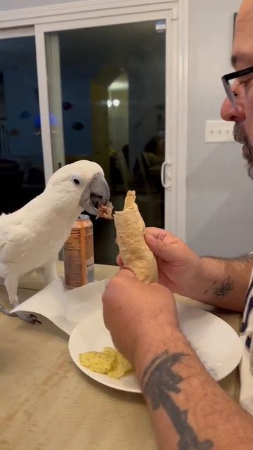 The hungry bird🐥 #umbrellacockatoo #snowythecockatoo #funnyvideos #comedy #funnyanimals #cockatoo смотреть онлайн