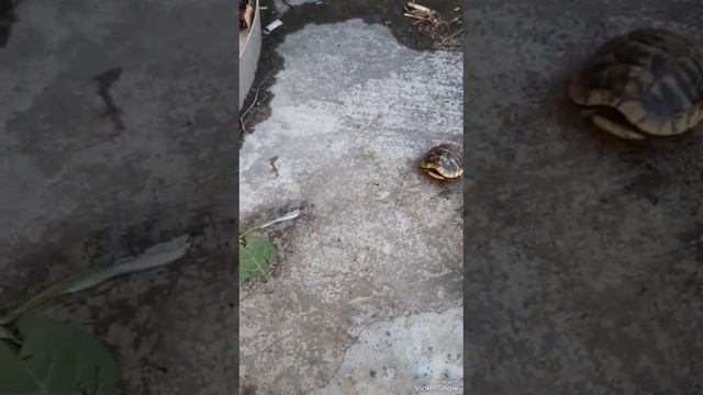 Бедная🐢черепаха😔как там оказалась черепаха? #черепаха #жалко #простовидео #животные #гуляемвместе смотреть онлайн