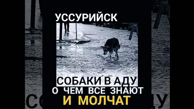 Уссурийск. Правда. Животные. Ад. смотреть онлайн