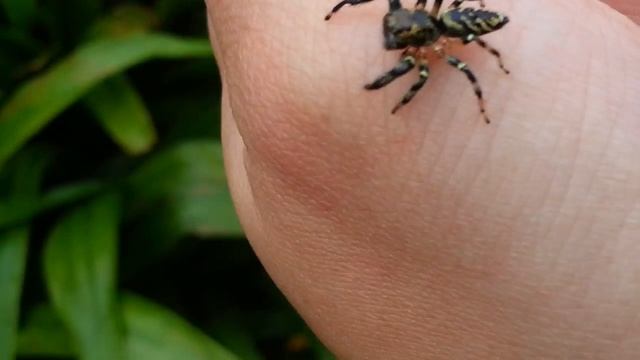 (Fighting Spider) смотреть онлайн