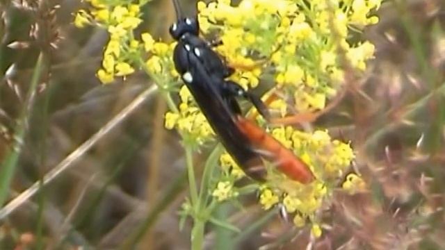 Hoplismenus bispinatorius M Lumek смотреть онлайн