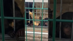 Злая обезьяна зоопарк