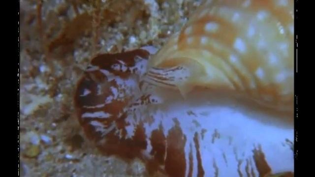 Penis Snail - Shell Deep смотреть онлайн