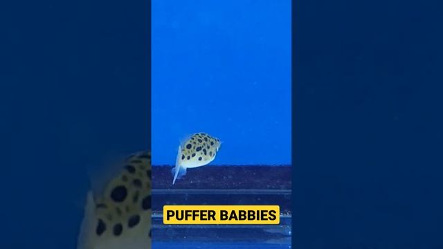 PUFFER BABY FISHES смотреть онлайн