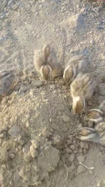 #viralvideo teetar ke bacche khubsurat video смотреть онлайн