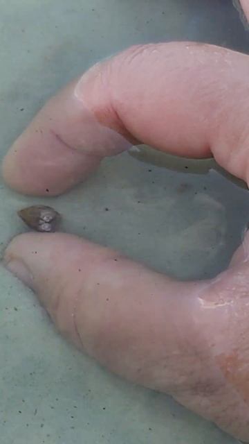 I found a periwinkle that is alive. смотреть онлайн